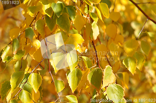 Image of Autumn leaves 