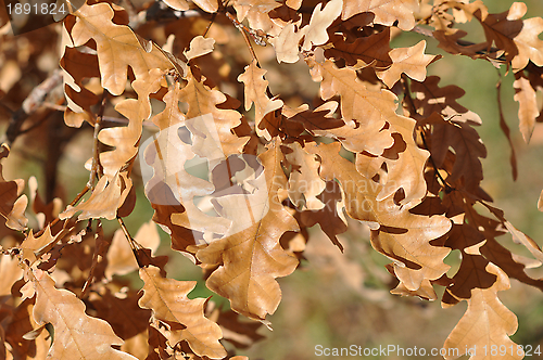 Image of Autumn leaves 