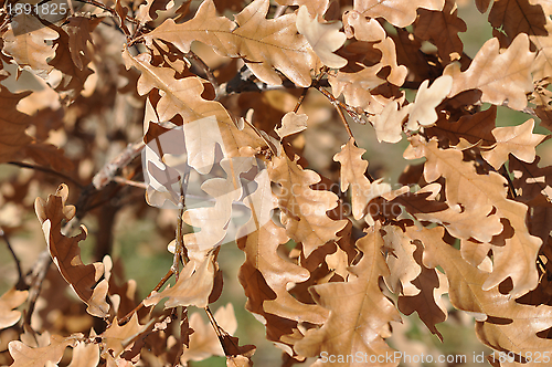 Image of Autumn leaves 