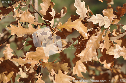 Image of Autumn leaves 