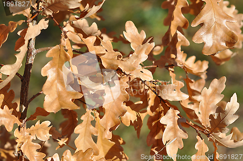 Image of Autumn leaves 