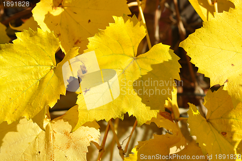Image of Autumn leaves 