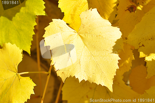 Image of Autumn leaves 