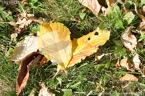 Image of Autumn leaves 