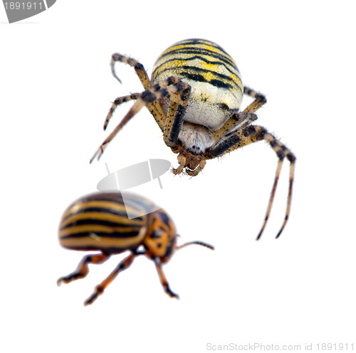 Image of Colorado potato beetle wasp spider isolated white 