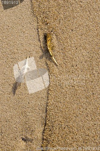 Image of Mangy bird feathers in seashore sand background.