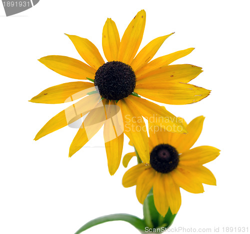 Image of Rudbeckia coneflower flower isolated on white 