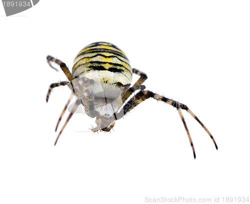 Image of wasp spider Argiope bruennichi isolated on white 