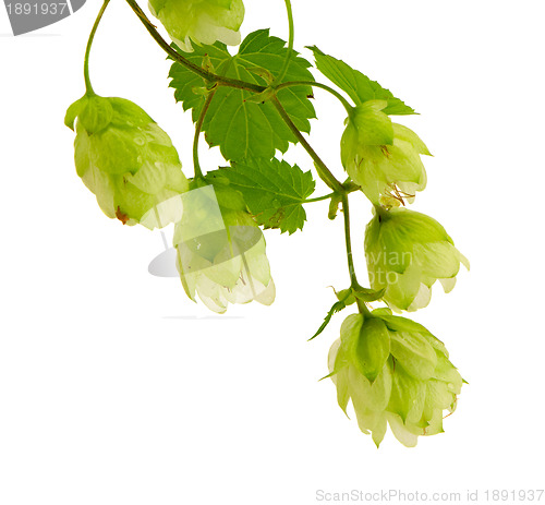 Image of Hop plant for beer production isolated on white 