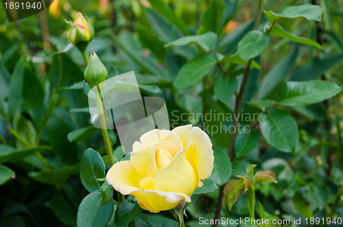 Image of yellow hybrid garden rose flower bloom bud 