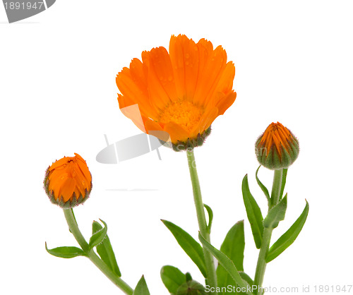 Image of Herb marigold calendula  folk medicine isolated 