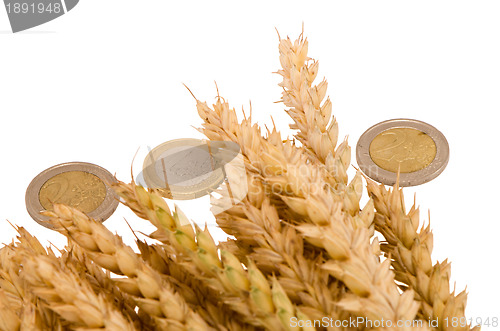 Image of wheat ripe harvest ears euro coins isolated white 
