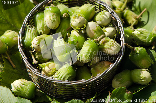 Image of Wicker metal dish full of raw cobnuts 