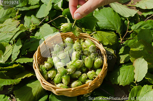 Image of Hazelnut in wicker dish hand woman hand hold nut 