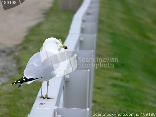 Image of Seagull on fence.