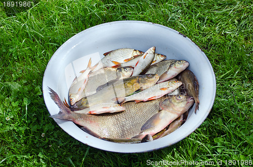 Image of Fishing caught in steel bowl 