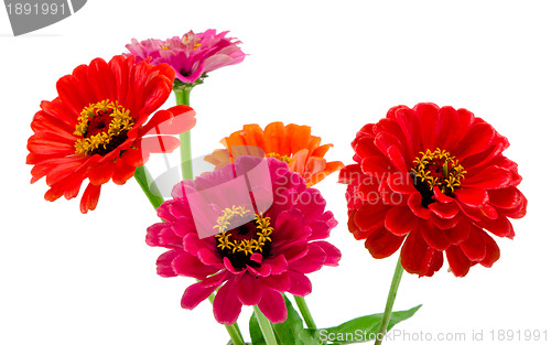 Image of Bouquet of pink red and orange zinnia flowers isolated on white background. 