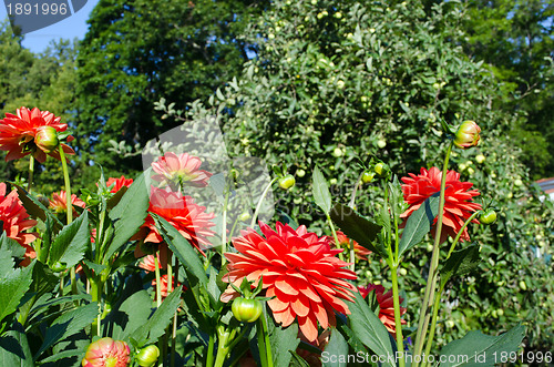 Image of Orange dahlia flowers blooms and buds in autumn 