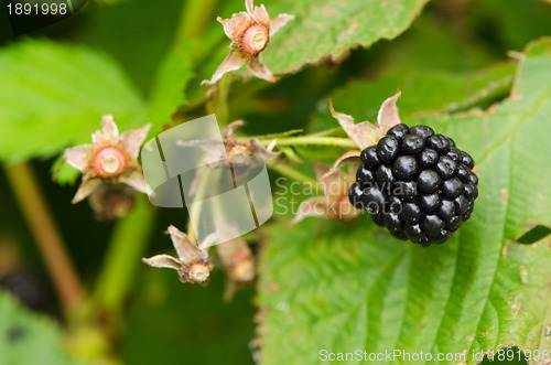 Image of Macro of blackberry healthy ecologic dewberry 