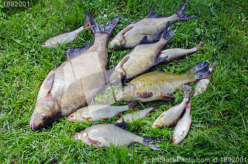 Image of Bream roach tench fishes caught lake after fishing 