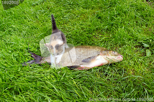 Image of Little tabby kitten climbs over big bream fish 