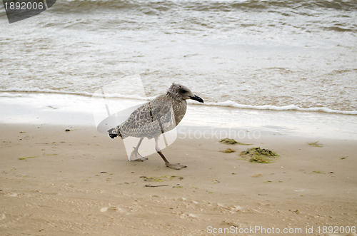 Image of Seagull baby walks coastal sea sand and waves 