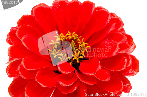 Image of red zinnia violacea flower isolated on white 