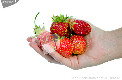Image of woman hand hold red ripe strawberries on white 