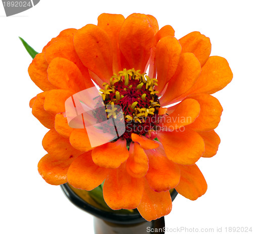 Image of orange zinnia violacea flower isolated on white 
