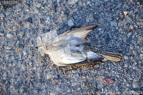 Image of Dead flycatcher bird car killed lie asphalt road 