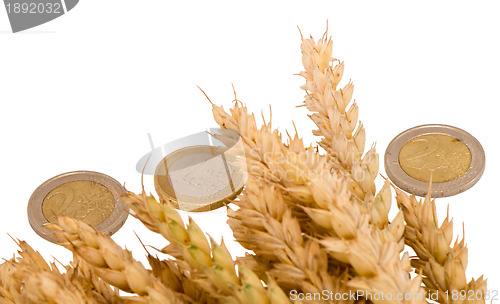 Image of wheat ripe harvest ears euro coins isolated white 