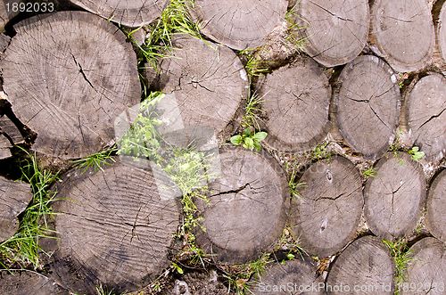 Image of Background of tree stumps sting into the ground