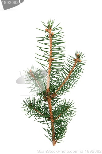 Image of Fir branch