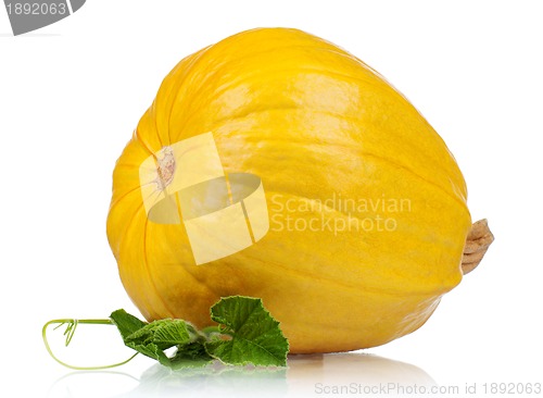 Image of Fresh pumpkin