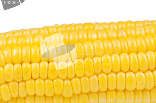 Image of Fresh corn