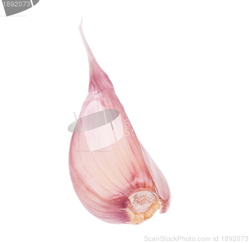 Image of Fresh garlic
