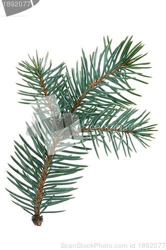 Image of Fir branch