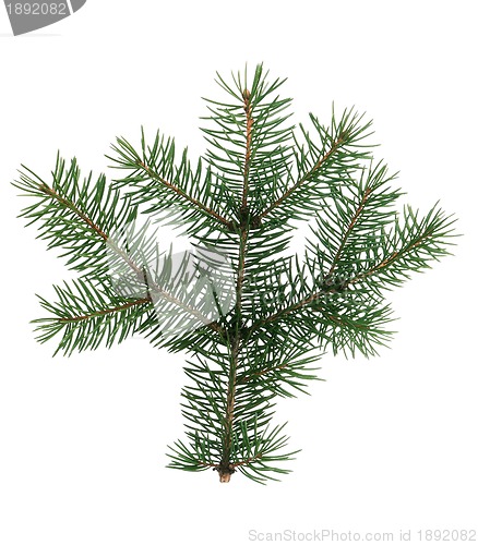 Image of Fir branch