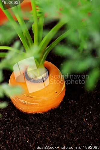 Image of Carrot in plastic pot