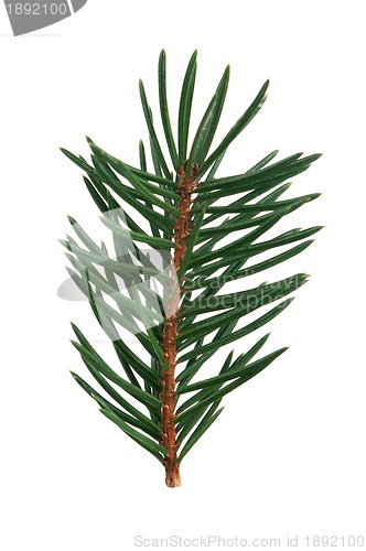 Image of Fir branch