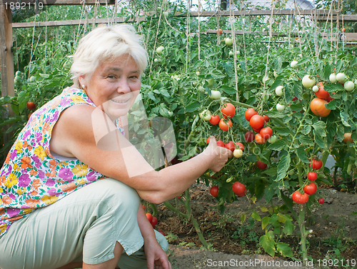 Image of Woman reaps a crop of tomatoes