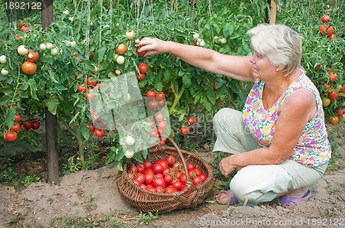 Image of Woman reaps a crop of tomatoes