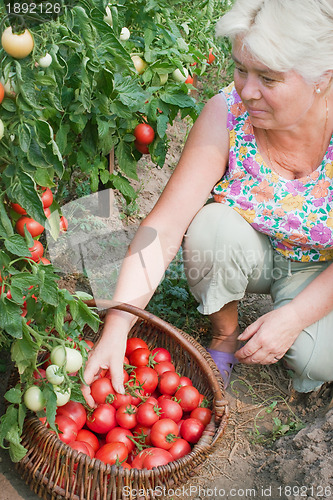 Image of Woman reaps a crop of tomatoes