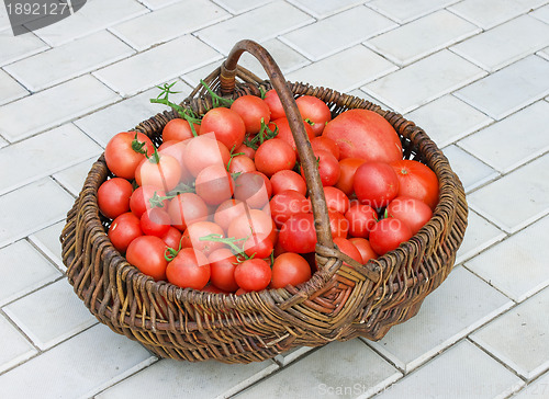 Image of Old wattled basket filled with tomatoes