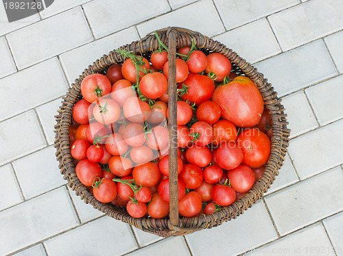 Image of Old wattled basket filled with tomatoes