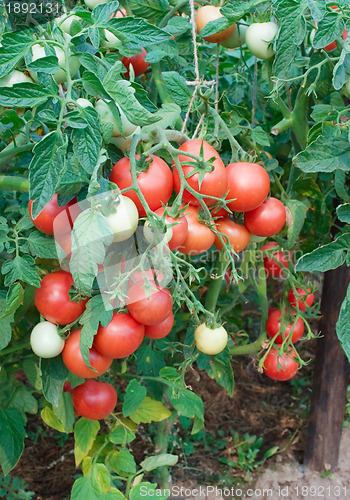 Image of Plentiful fructification of tomatoes