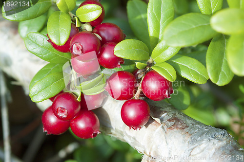 Image of Lingonberry (Vaccinium vitis-idaea)