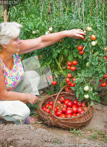 Image of Woman reaps a crop of tomatoes