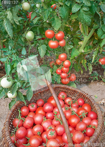 Image of Plentiful fructification of tomatoes