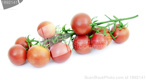 Image of Tomatoes is on a white background